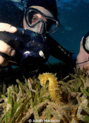 My Buddy Alberto Shooting at a  Seahorse
Nuweiba by Adolfo Maciocco 
